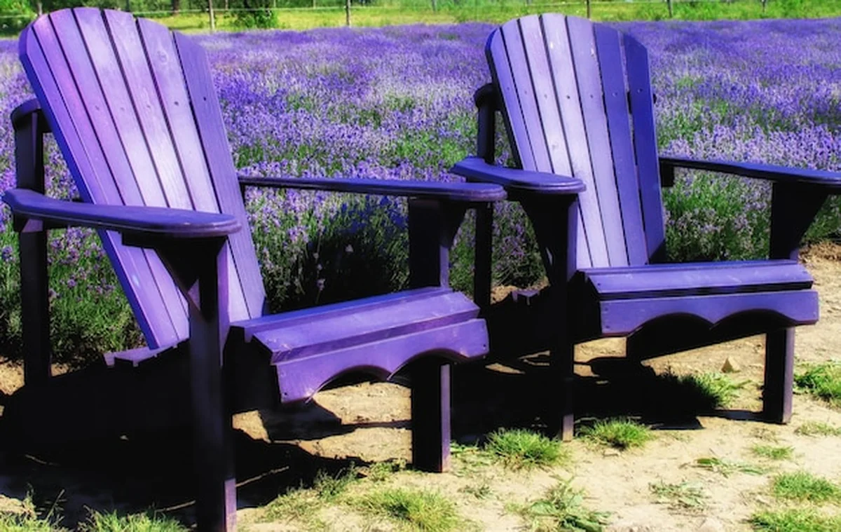 Pusta ławka w ogrodzie lawendowym