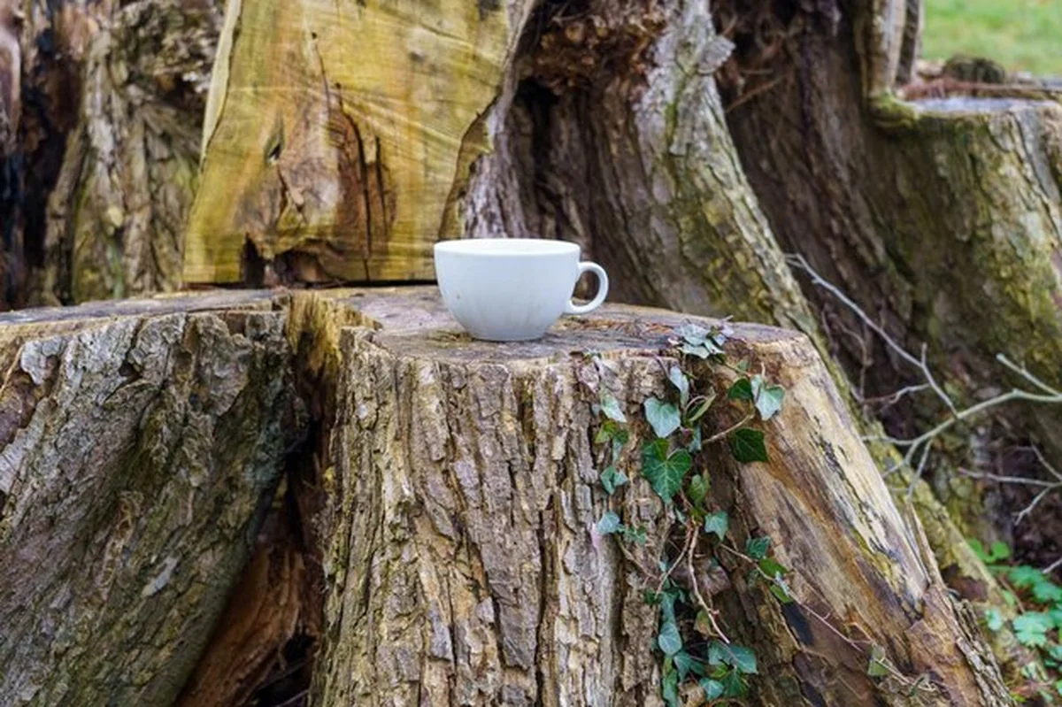 Zbliżenie filiżanki kawy na pniu drzewa