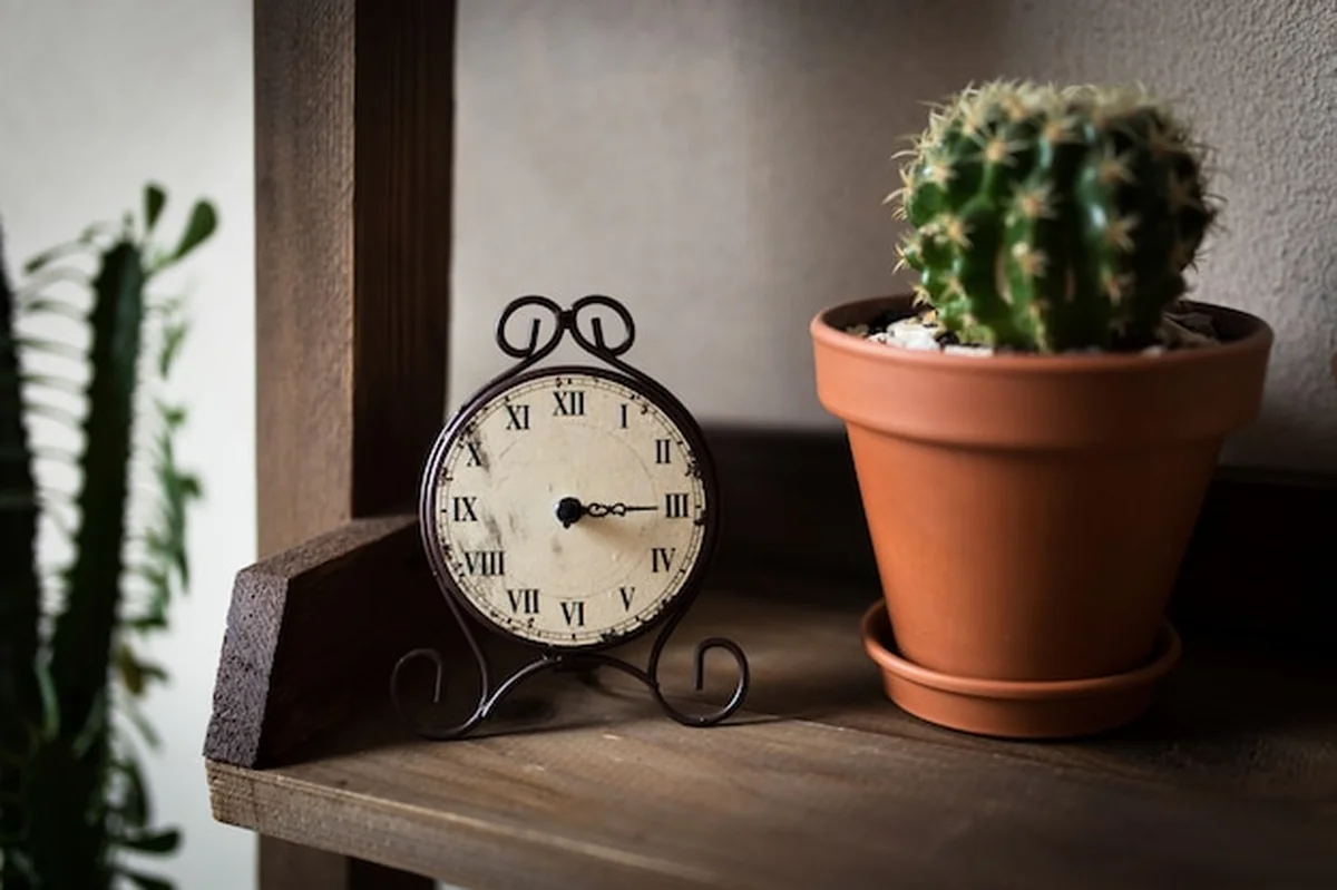 Zegarki retro na półce z kaktusem w doniczce